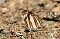Neptis soma-7735 - Chiang Dao - 7/02/26