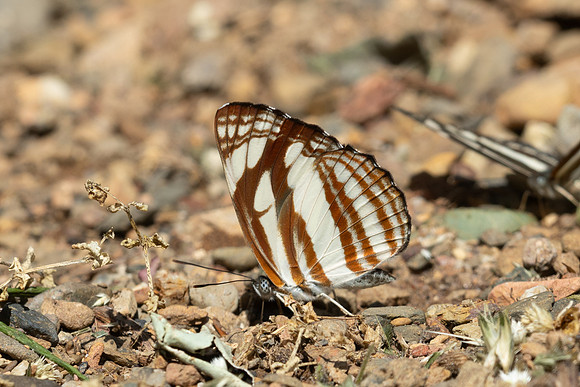 Neptis soma-7735 - Chiang Dao - 7/02/26