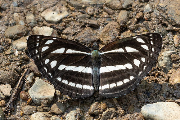 Neptis soma-8826- Chiang Dao - 8/02/26