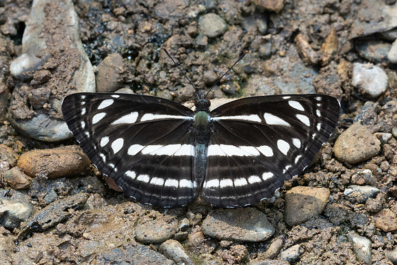 Neptis soma-8829 - Chiang Dao - 8/02/26