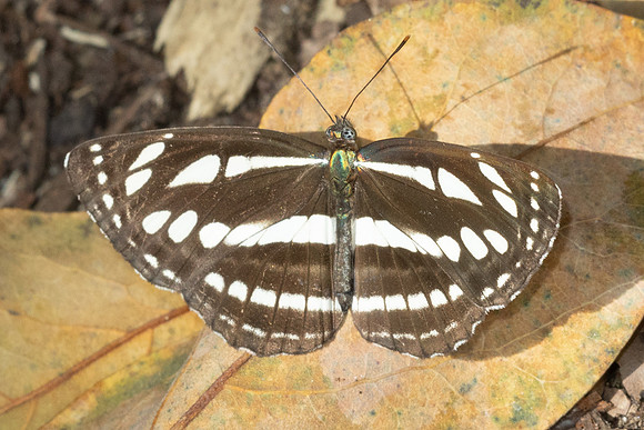Neptis sappho-0415 - Doi Pha Hom Pok - 11/02/26