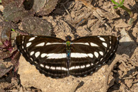 Neptis nata-7557- Chiang Dao - 7/02/26