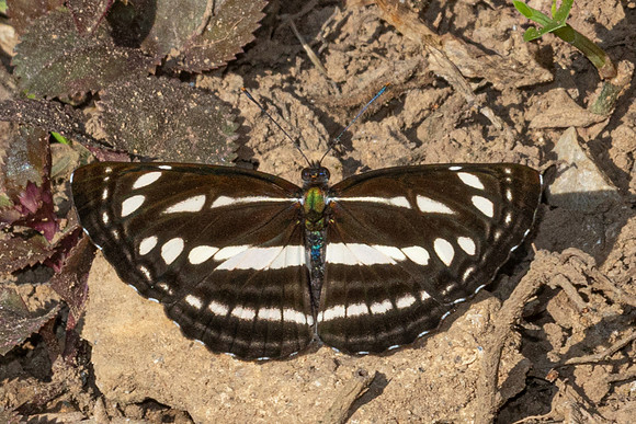 Neptis nata-7557- Chiang Dao - 7/02/26