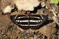 Neptis nata--10 - Chiang Dao - 15/02/26