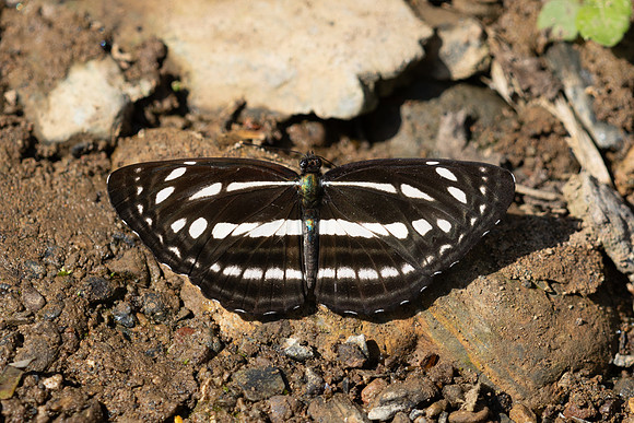 Neptis nata--10 - Chiang Dao - 15/02/26