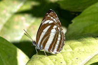 Neptis cartica-7602 - Chiang Dao - 7/02/26