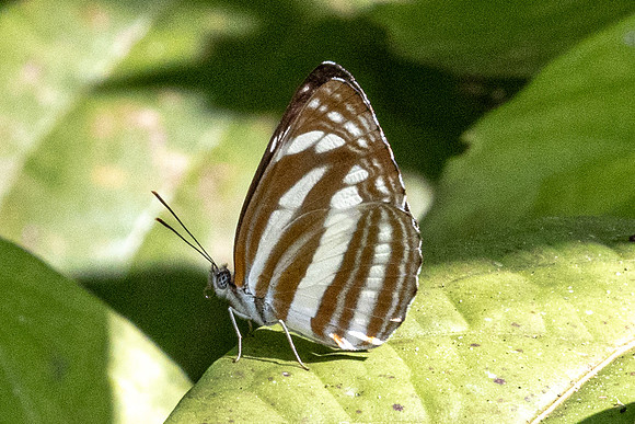 Neptis cartica-7602 - Chiang Dao - 7/02/26
