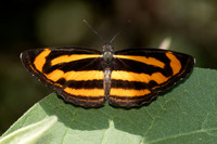 Neptis miah--53 - Chiang Dao - 15/02/26