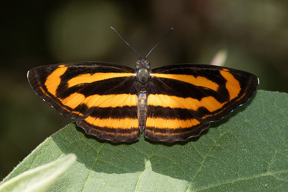 Neptis miah--53 - Chiang Dao - 15/02/26