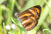 Neptis miah--27 - Doi Inthanon - 26/02/26
