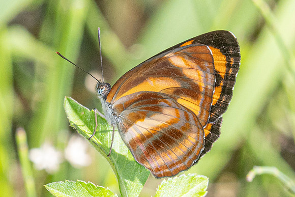 Neptis miah--27 - Doi Inthanon - 26/02/26