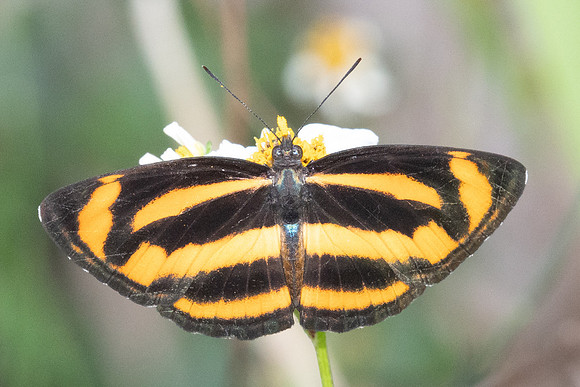Neptis miah - Doi Inthanon - 26/02/26