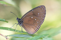 Euploea eunice-2082 - Yong Waterfall - 21/01/26
