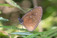 Euploea eunice-2080 - Yong Waterfall - 21/01/26