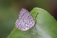 Allotinus unicolor-1999 - Yong Waterfall - 23/01/26