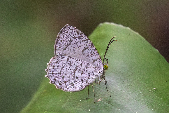Allotinus unicolor-1999 - Yong Waterfall - 23/01/26