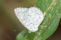 Allotinus unicolor-2059 - Yong Waterfall - 23/01/26