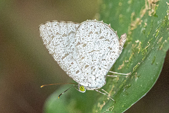 Allotinus unicolor-2059 - Yong Waterfall - 23/01/26