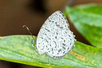 Allotinus unicolor id--2146 - Yong Waterfall - 23/01/26