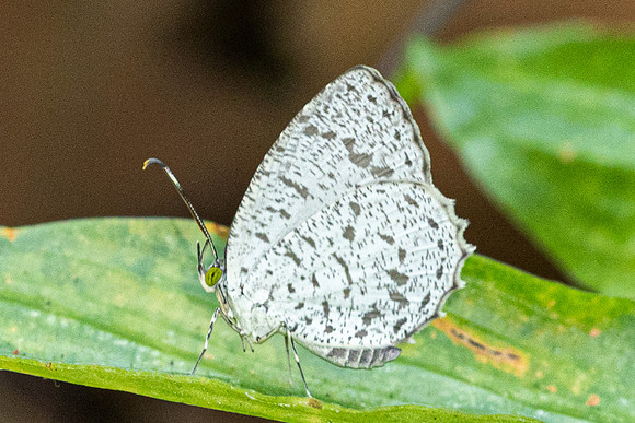 Allotinus unicolor id--2146 - Yong Waterfall - 23/01/26