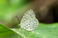 Allotinus unicolor - 2002  - Yong Waterfall - 23/01/26