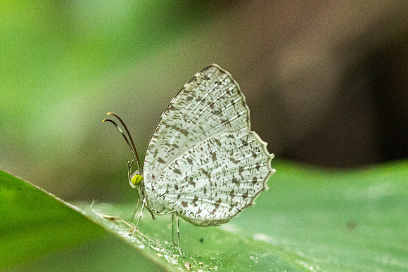 Allotinus unicolor - 2002  - Yong Waterfall - 23/01/26
