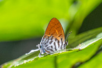Drupadia theda-2171 - Yong Waterfall - 23/01/26