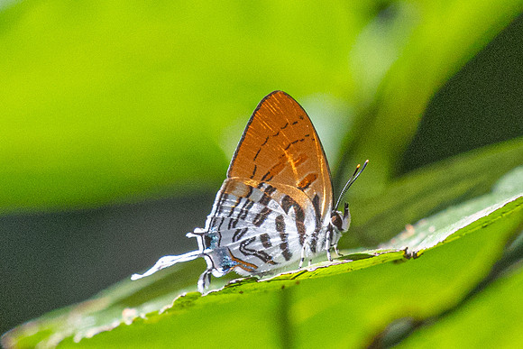 Drupadia theda-2171 - Yong Waterfall - 23/01/26