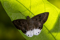 Tagiades parra-2108 - Yong Waterfall - 23/01/26