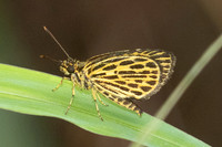 Ampittia subvittatus-2183 - Yong Waterfall - 23/01/26