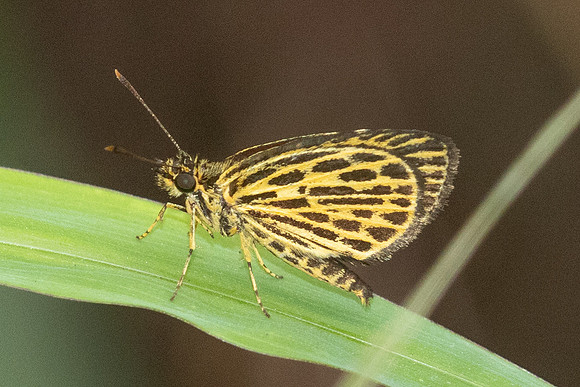 Ampittia subvittatus-2183 - Yong Waterfall - 23/01/26