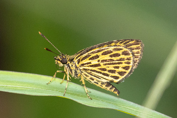 Ampittia subvittatus-2185 - Yong Waterfall - 23/01/26