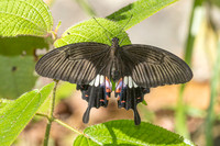 papilio polytes-1992 - Yong Waterfall - 23/01/26