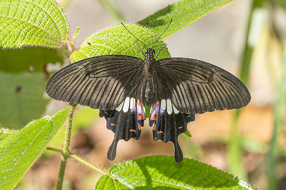 papilio polytes-1992 - Yong Waterfall - 23/01/26