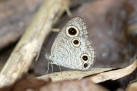 Ypthima pandocus--25 - Khao Luang NP 19/01/26
