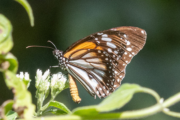 Danaus melanippus-- Betong - 2/02/26