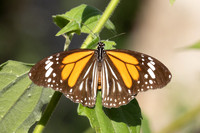 Danaus melanippus-7-2- Betong - 2/02/26