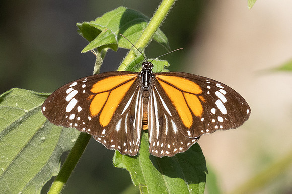 Danaus melanippus-7-2- Betong - 2/02/26