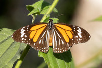 Danaus melanippus-6 - Betong - 2/02/26