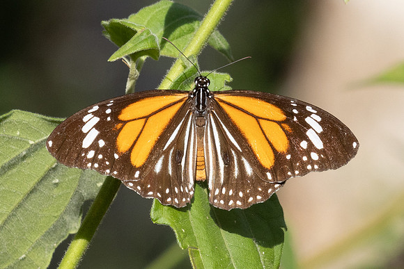 Danaus melanippus-6 - Betong - 2/02/26