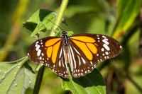 Danaus melanippus-5 - Betong - 2/02/26