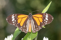 Danaus melanippus-22 - Betong - 2/02/26