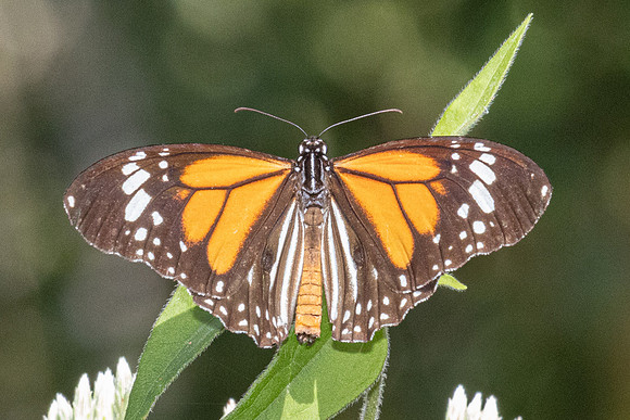Danaus melanippus-22 - Betong - 2/02/26