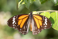 Danaus melanippus--27 - Betong - 2/02/26