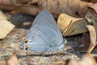 Ancema blanka--20- Chiang Mai - 17/02/26