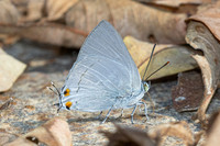 Ancema blanka--16 - Chiang Mai - 17/02/26