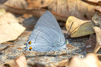 Ancema blanka--24- Chiang Mai - 17/02/26