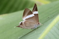 Archigenes neophron-3029 - Doi - Suthep - 19/02/26