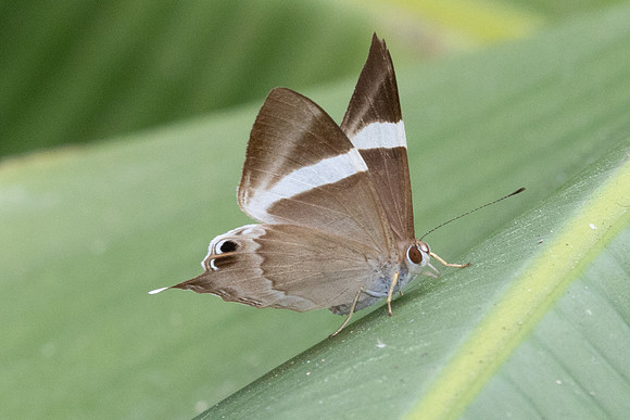 Archigenes neophron-3029 - Doi - Suthep - 19/02/26