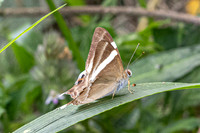 Archigenes neophron-3135 - Doi - Suthep - 19/02/26
